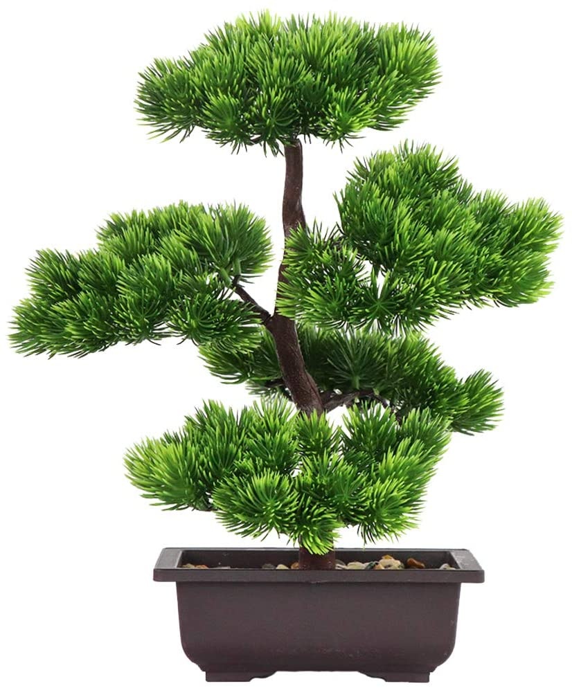 Japanese Pine Bonsai Plant for - Japanese Garden Bonsai recension och pris