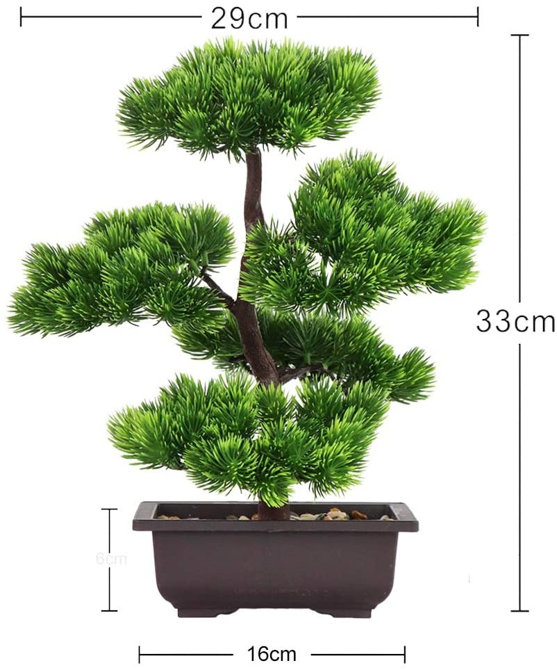 Japanese Pine Bonsai Plant for - Japanese Garden Bonsai recension och pris