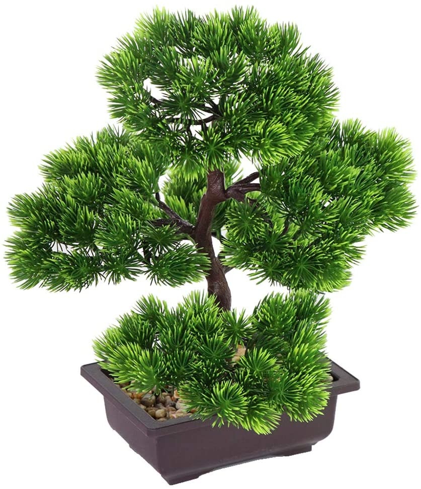 Japanese Pine Bonsai Plant for - Japanese Garden Bonsai recension och pris