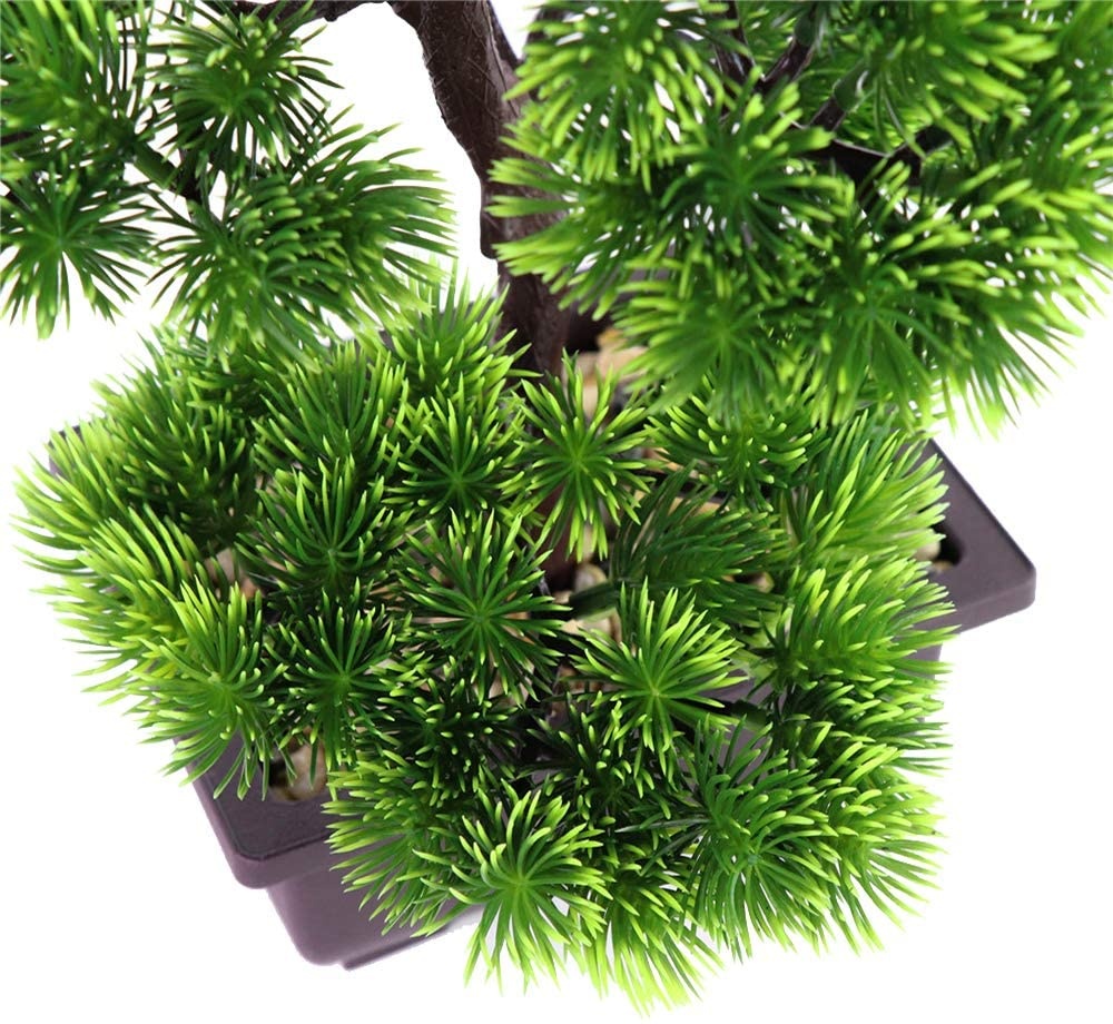 Japanese Pine Bonsai Plant for - Japanese Garden Bonsai recension och pris