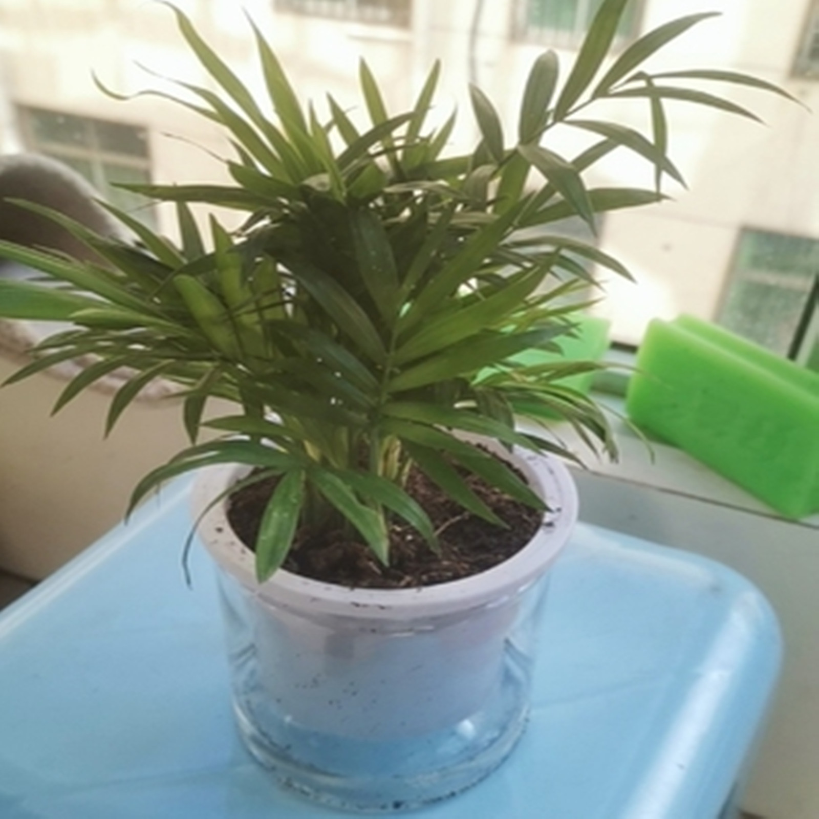 Self Watering Planter Pots Min - Japanese Garden Bonsai recension och pris