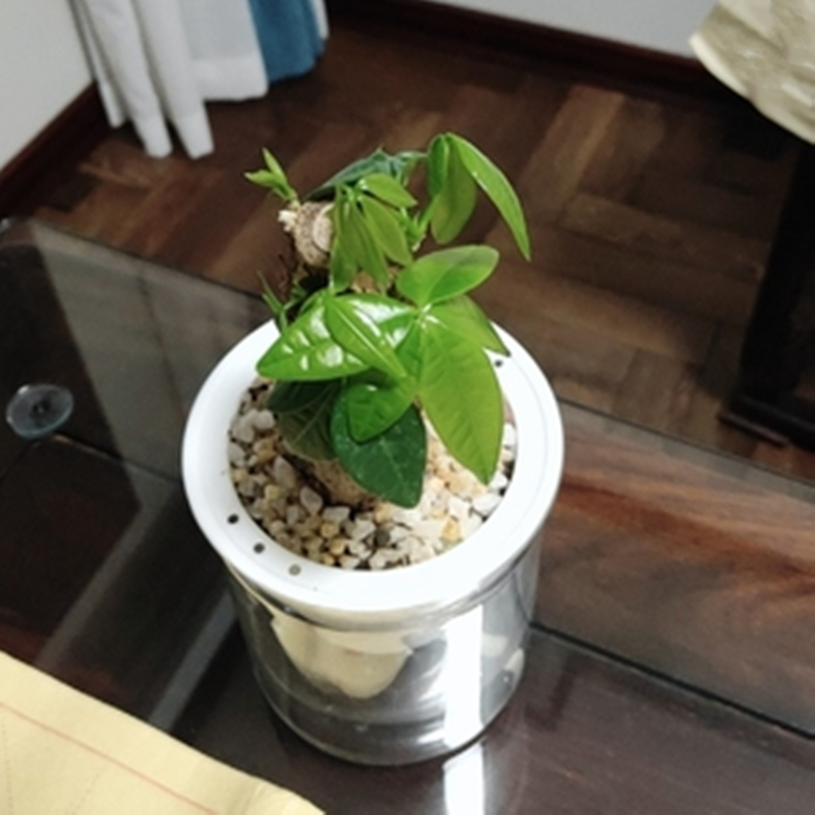 Self Watering Planter Pots Min - Japanese Garden Bonsai recension och pris